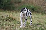 DOGUE ALLEMAND 939